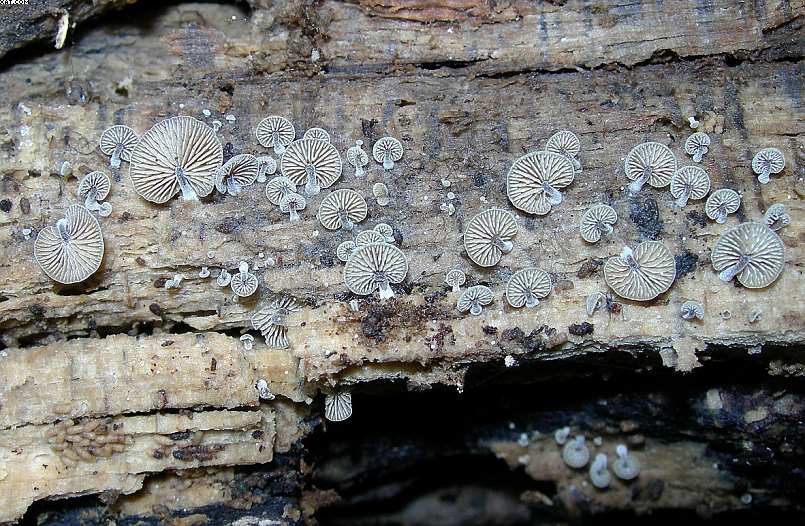 Simocybe haustellaris   ( Fr. )   Watling